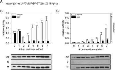 Hydrophobic mismatch and sequence specificity compete when transmembrane helix-helix interactions are measured with the TOXCAT assay